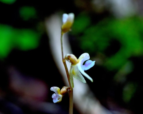 Huldreblom med to blomster